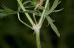 Cutleaf geranium